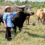 Diesel-Schock in Thailand: Bauern mieten Büffel statt Traktoren