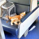 Katzen-Chaos im Thai-Zug: Sieben Stunden Verspätung