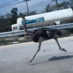 Pattaya: Strauß rennt 10 km über Highway 36 – eingefangen