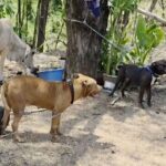 Pitbull-Attacke in Phetchabun: Mann schwer verletzt